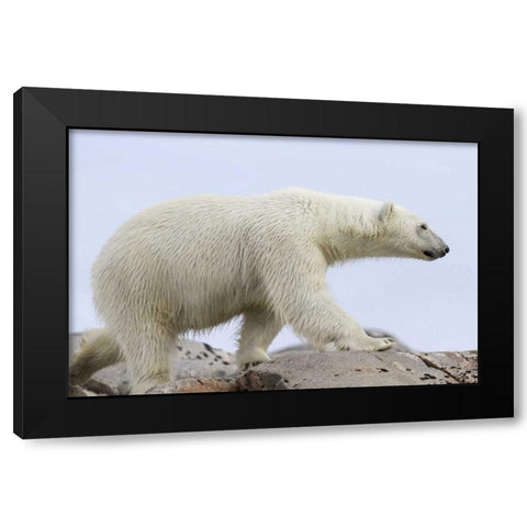 Norway, Svalbard Polar bear walking on rocks Black Modern Wood Framed Art Print by Young, Bill
