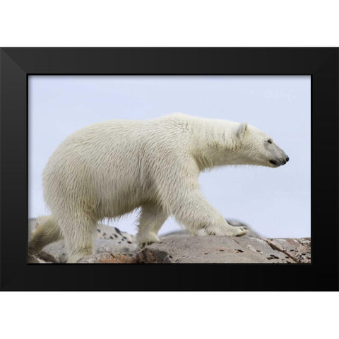 Norway, Svalbard Polar bear walking on rocks Black Modern Wood Framed Art Print by Young, Bill