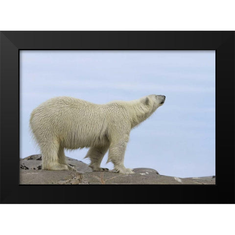 Norway, Svalbard Polar bear sniffing the air Black Modern Wood Framed Art Print by Young, Bill