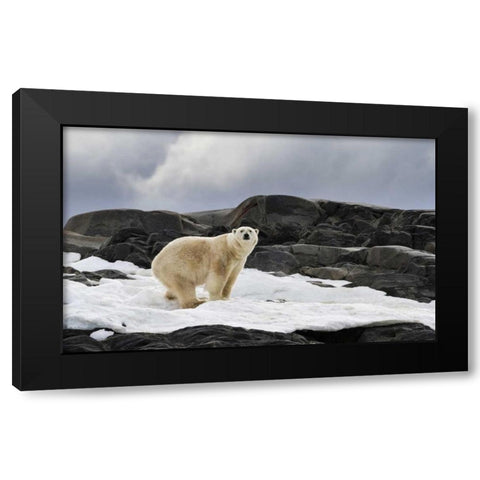 Norway, Svalbard Polar bear on snow Black Modern Wood Framed Art Print by Young, Bill