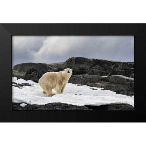 Norway, Svalbard Polar bear on snow Black Modern Wood Framed Art Print by Young, Bill