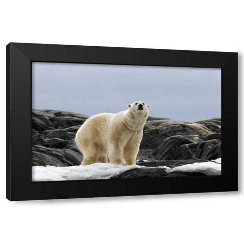 Norway, Svalbard Polar bear on snow Black Modern Wood Framed Art Print with Double Matting by Young, Bill