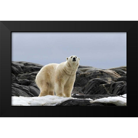 Norway, Svalbard Polar bear on snow Black Modern Wood Framed Art Print by Young, Bill