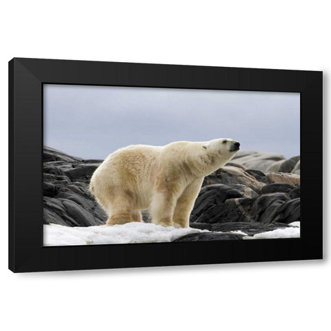Norway, Svalbard Polar bear on snow Black Modern Wood Framed Art Print by Young, Bill