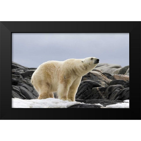 Norway, Svalbard Polar bear on snow Black Modern Wood Framed Art Print by Young, Bill