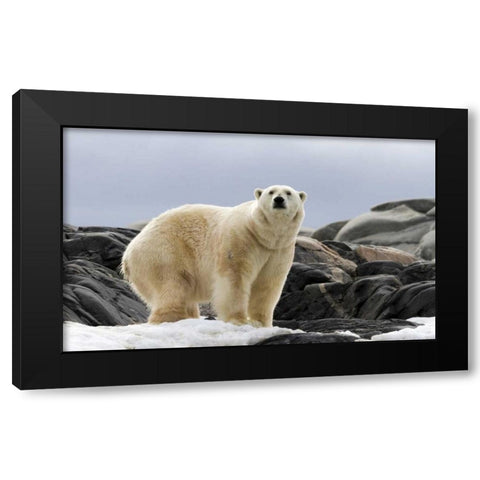 Norway, Svalbard Polar bear on snow Black Modern Wood Framed Art Print by Young, Bill