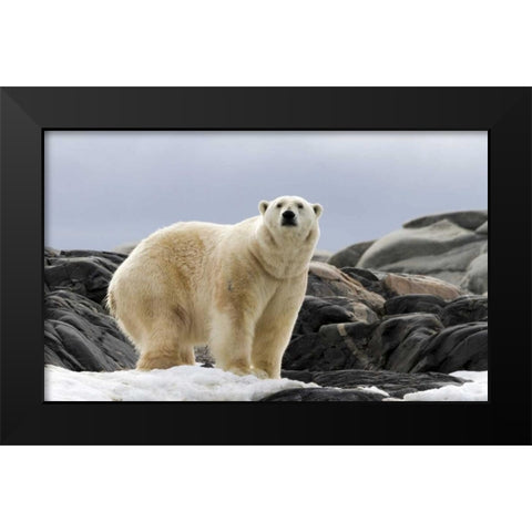 Norway, Svalbard Polar bear on snow Black Modern Wood Framed Art Print by Young, Bill