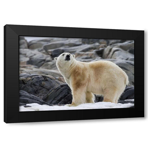 Norway, Svalbard Polar bear on snow Black Modern Wood Framed Art Print by Young, Bill