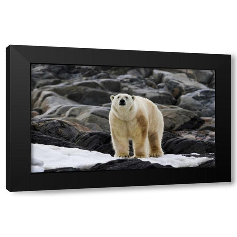 Norway, Svalbard Polar bear on snow Black Modern Wood Framed Art Print by Young, Bill
