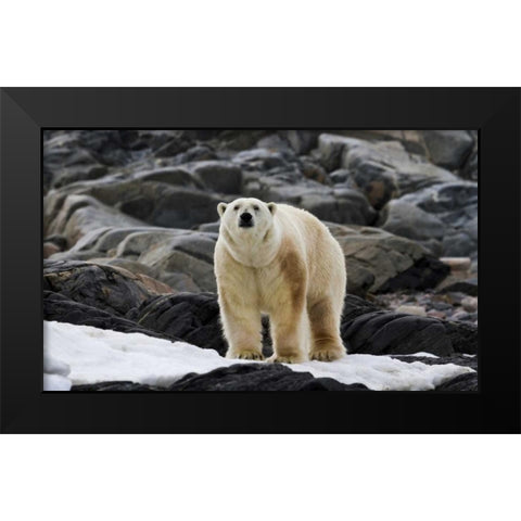 Norway, Svalbard Polar bear on snow Black Modern Wood Framed Art Print by Young, Bill