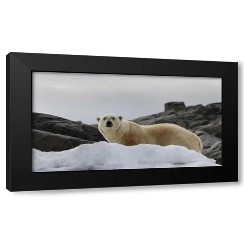 Norway, Svalbard Polar bear on snow Black Modern Wood Framed Art Print with Double Matting by Young, Bill