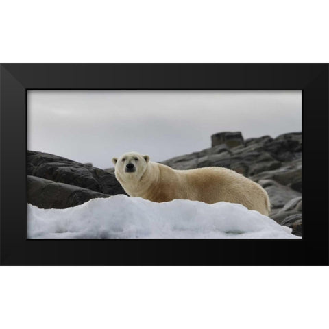 Norway, Svalbard Polar bear on snow Black Modern Wood Framed Art Print by Young, Bill
