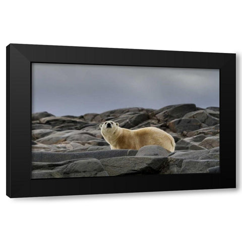 Norway, Svalbard Polar bear on rocky ground Black Modern Wood Framed Art Print by Young, Bill