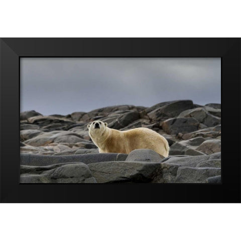 Norway, Svalbard Polar bear on rocky ground Black Modern Wood Framed Art Print by Young, Bill