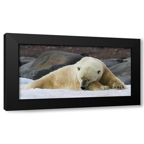 Norway, Svalbard Polar bear sleeping on snow Black Modern Wood Framed Art Print by Young, Bill