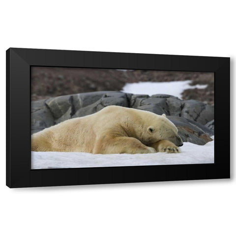 Norway, Svalbard Polar bear sleeping on snow Black Modern Wood Framed Art Print by Young, Bill