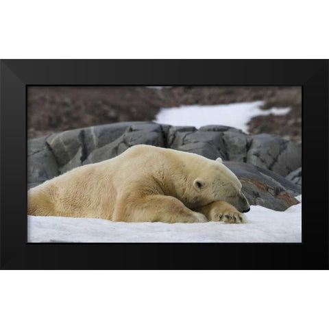 Norway, Svalbard Polar bear sleeping on snow Black Modern Wood Framed Art Print by Young, Bill