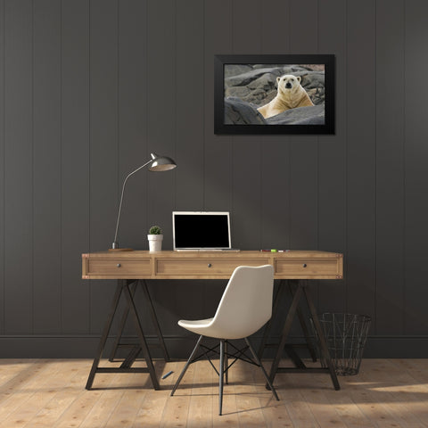 Norway, Svalbard Polar bear on rocky ground Black Modern Wood Framed Art Print by Young, Bill