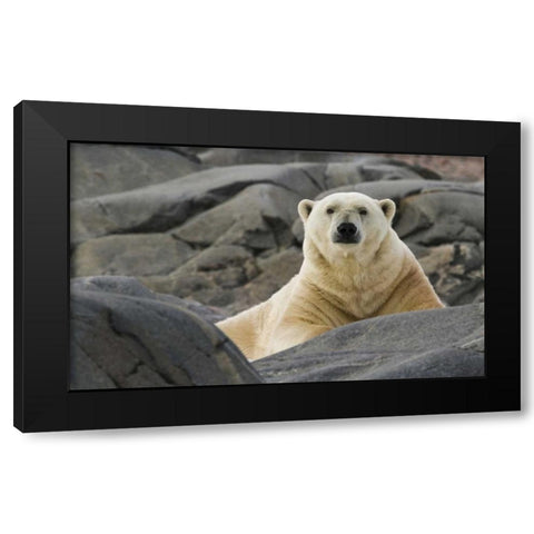 Norway, Svalbard Polar bear on rocky ground Black Modern Wood Framed Art Print by Young, Bill