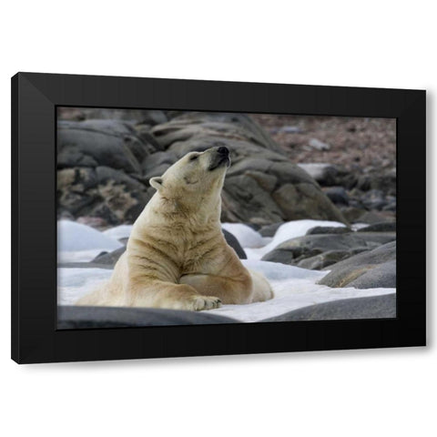 Norway, Svalbard Polar bear on snow Black Modern Wood Framed Art Print by Young, Bill