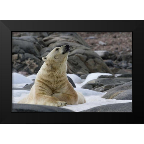 Norway, Svalbard Polar bear on snow Black Modern Wood Framed Art Print by Young, Bill