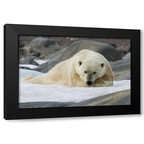 Norway, Svalbard Polar bear lying on snow Black Modern Wood Framed Art Print with Double Matting by Young, Bill