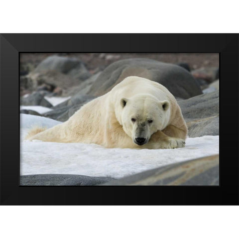Norway, Svalbard Polar bear lying on snow Black Modern Wood Framed Art Print by Young, Bill