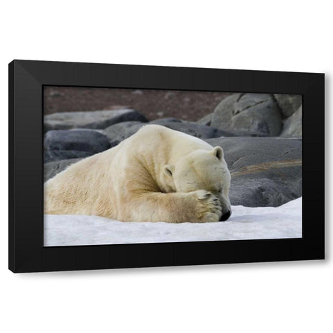Norway, Svalbard Polar bear sleeping on snow Black Modern Wood Framed Art Print by Young, Bill