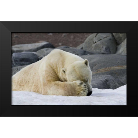 Norway, Svalbard Polar bear sleeping on snow Black Modern Wood Framed Art Print by Young, Bill