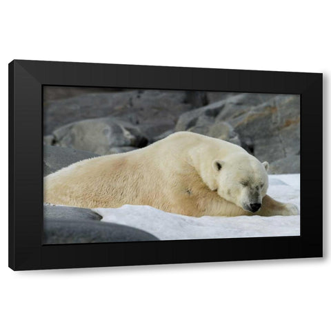 Norway, Svalbard Polar bear sleeping on snow Black Modern Wood Framed Art Print by Young, Bill
