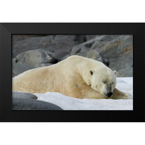 Norway, Svalbard Polar bear sleeping on snow Black Modern Wood Framed Art Print by Young, Bill