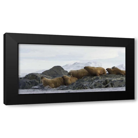 Norway, Svalbard Walruses moving into the water Black Modern Wood Framed Art Print with Double Matting by Young, Bill