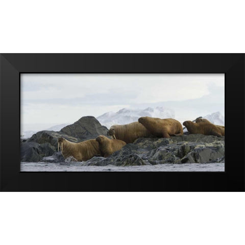 Norway, Svalbard Walruses moving into the water Black Modern Wood Framed Art Print by Young, Bill