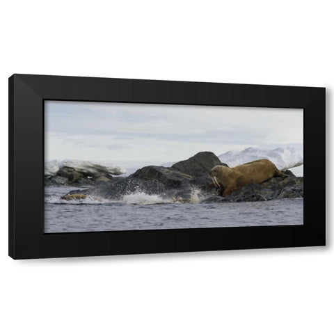 Norway, Svalbard Walruses moving into the water Black Modern Wood Framed Art Print with Double Matting by Young, Bill