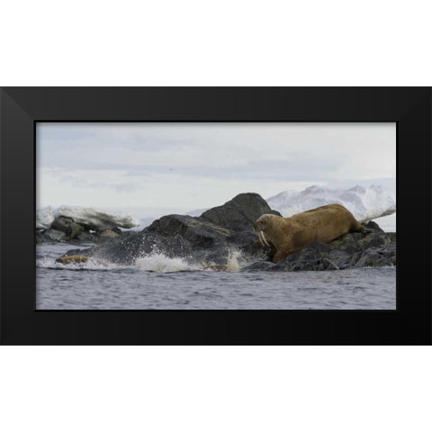 Norway, Svalbard Walruses moving into the water Black Modern Wood Framed Art Print by Young, Bill
