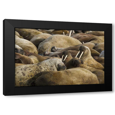 Norway, Svalbard, Torellneset Walruses resting Black Modern Wood Framed Art Print by Young, Bill
