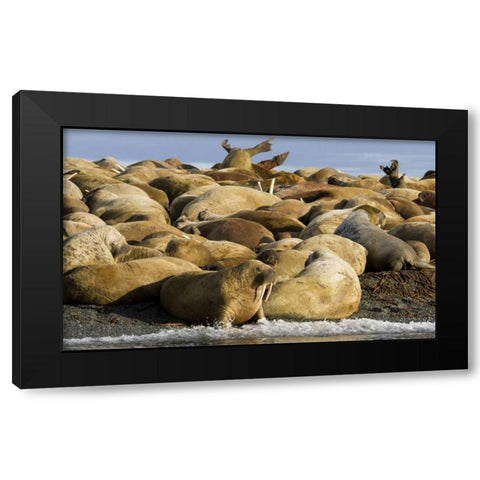 Norway, Svalbard, Torellneset Walruses resting Black Modern Wood Framed Art Print by Young, Bill