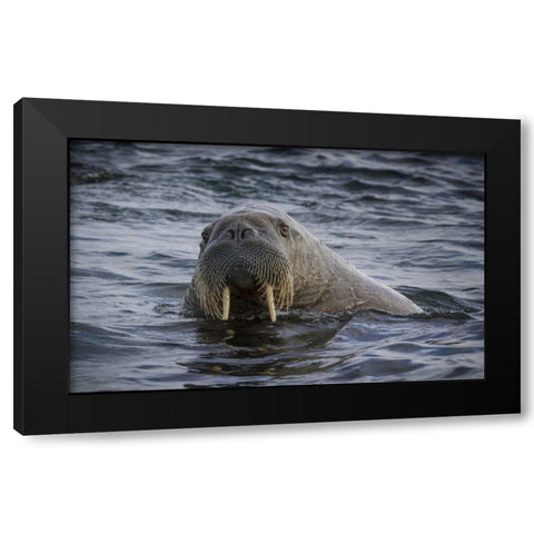 Norway, Svalbard Walrus looking at the camera Black Modern Wood Framed Art Print with Double Matting by Young, Bill