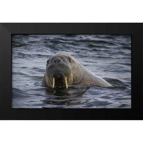 Norway, Svalbard Walrus looking at the camera Black Modern Wood Framed Art Print by Young, Bill
