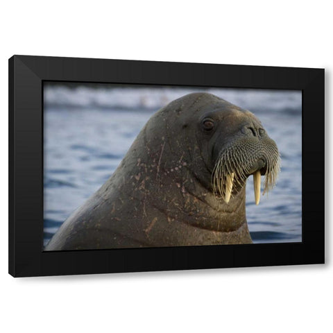 Norway, Svalbard Close-up of walrus in the water Black Modern Wood Framed Art Print with Double Matting by Young, Bill