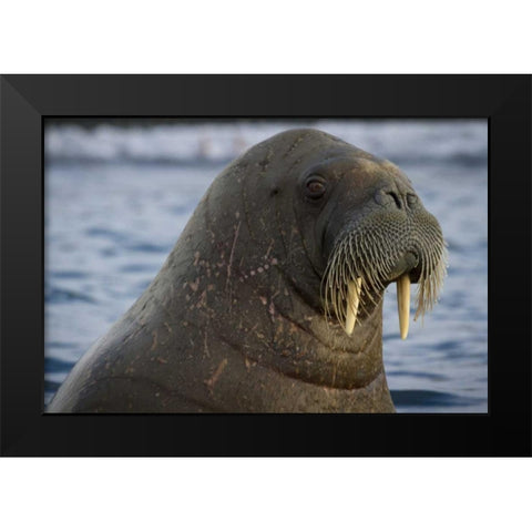 Norway, Svalbard Close-up of walrus in the water Black Modern Wood Framed Art Print by Young, Bill