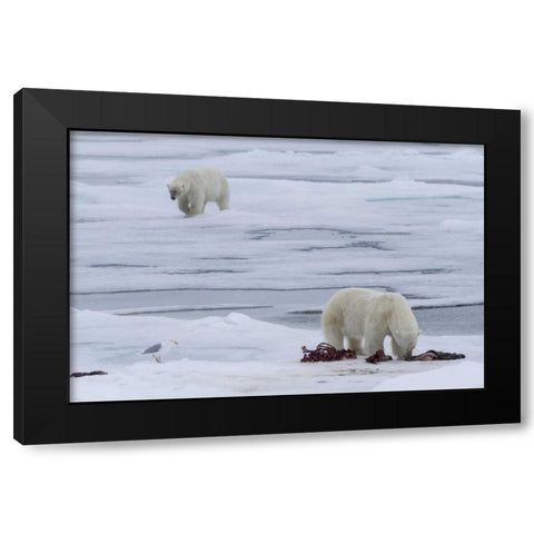 Norway, Svalbard Polar bears and seal carcass Black Modern Wood Framed Art Print by Young, Bill