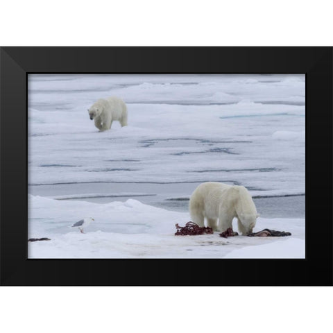 Norway, Svalbard Polar bears and seal carcass Black Modern Wood Framed Art Print by Young, Bill