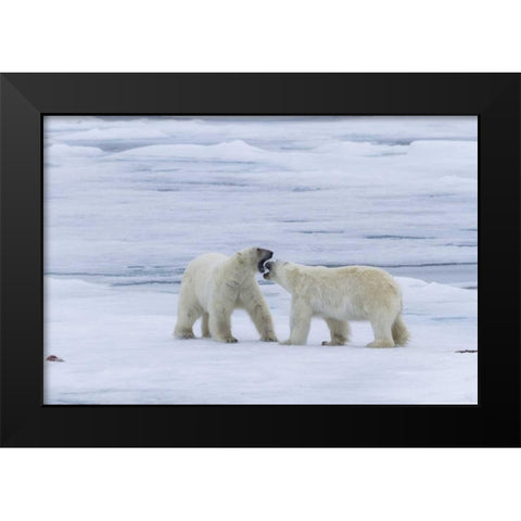 Norway, Svalbard Two polar bears on sea ice Black Modern Wood Framed Art Print by Young, Bill