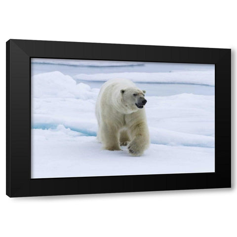 Norway, Svalbard Polar bear walking on snow Black Modern Wood Framed Art Print by Young, Bill