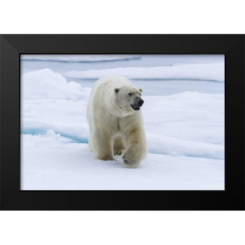 Norway, Svalbard Polar bear walking on snow Black Modern Wood Framed Art Print by Young, Bill