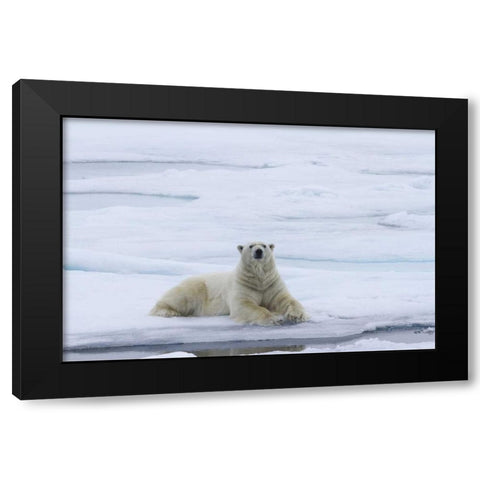 Norway, Svalbard Polar bear lying on snow Black Modern Wood Framed Art Print by Young, Bill