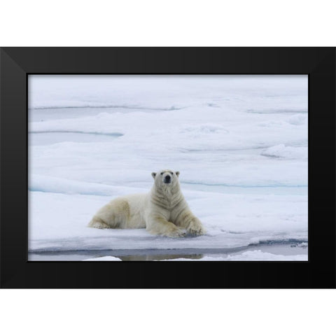 Norway, Svalbard Polar bear lying on snow Black Modern Wood Framed Art Print by Young, Bill