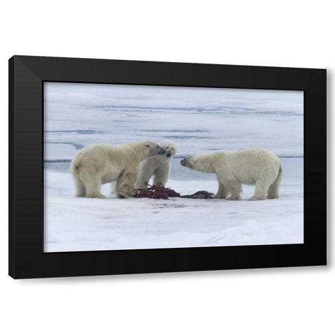 Norway, Svalbard Three polar bears greeting each Black Modern Wood Framed Art Print by Young, Bill