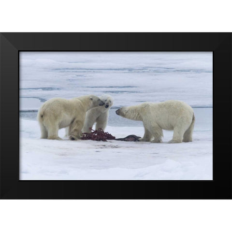 Norway, Svalbard Three polar bears greeting each Black Modern Wood Framed Art Print by Young, Bill